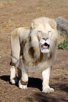 White Lion