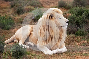 White lion