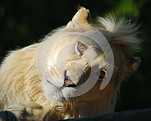 White Lion