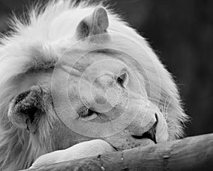 White Lion