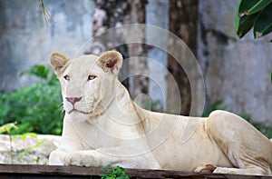 White lion