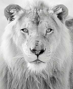 White lion