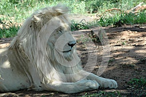 White lion