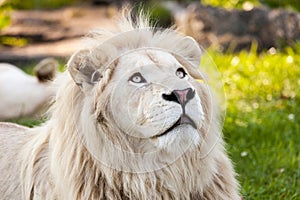 White lion