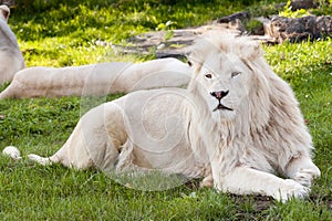 White lion