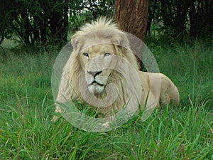 White Lion in Africa in repose