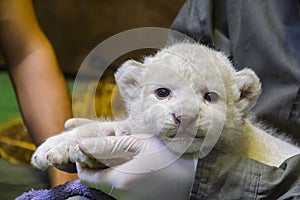 White lion baby in the hands of her zookeeper