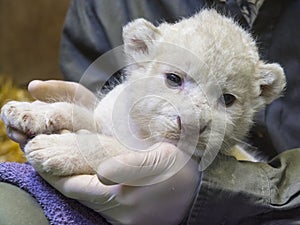 White lion baby in the hands of her zookeeper