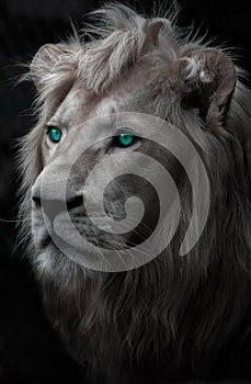White Lion blue eyes