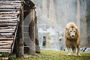 White lion in captivity