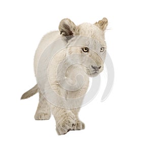 White Lion Cub (12 weeks)