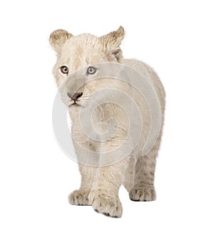 White Lion Cub (12 weeks)