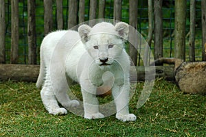 White lion cub photo