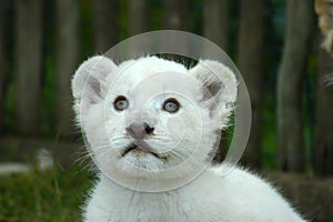 White lion cub photo