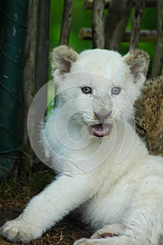 White lion cub photo