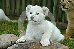 White lion cub photo