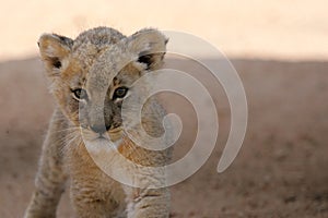 White Lion Cub