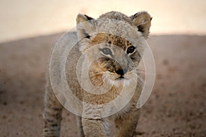 White Lion Cub