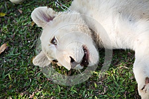 White lion cub