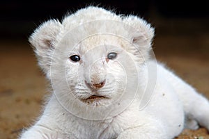 White lion cub