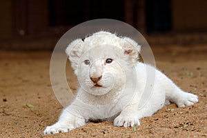 White lion cub