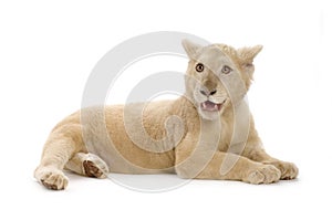 White Lion Cub (5 months)