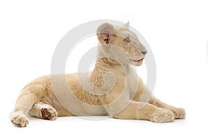 White Lion Cub (5 months)