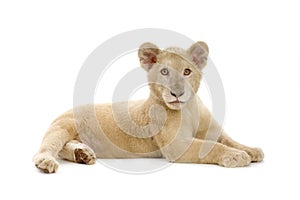 White Lion Cub (5 months)