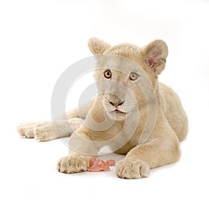 White Lion Cub (5 months)