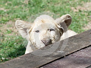 White lion cub