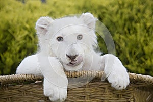 A white lion cub in a bamboo basket