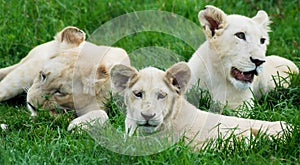 White Lion Cubs