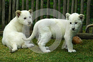 White lion cubs