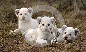 White lion cubs