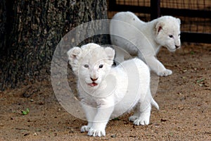 White lion cubs