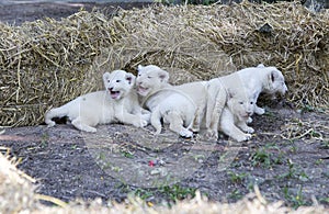 White Lion Cubs