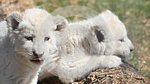 White Lion Cubs