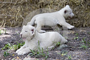 White Lion Cubs