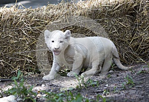 White Lion Cubs