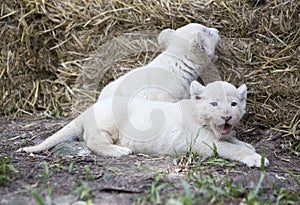 White Lion Cubs