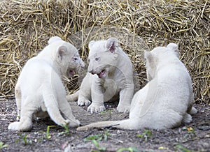 White Lion Cubs