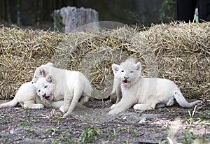 White Lion Cubs