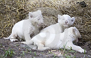 White Lion Cubs