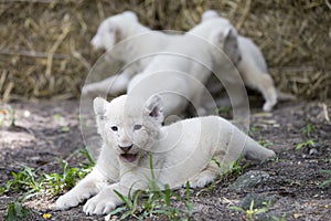 White Lion Cubs