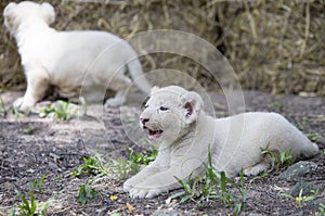 White Lion Cubs