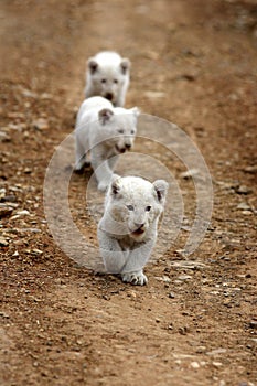 White lion cubs in South Africa