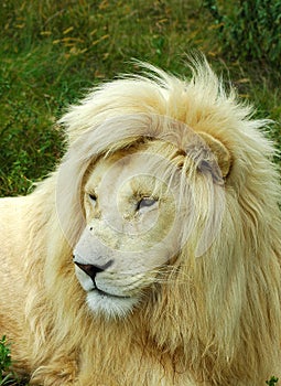 White lion face photo