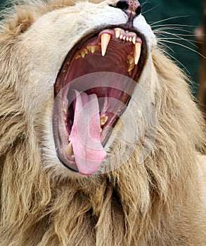 White lion growling