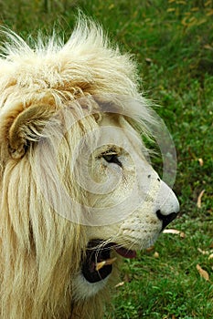 White lion head profile photo