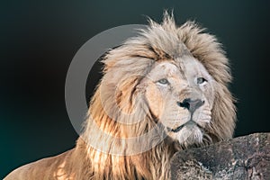 White lion hiding behind rock, close-up portrait
